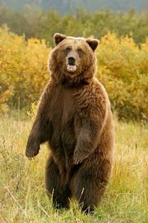 Создать мем: большой бурый медведь, медведь, аляскинский бурый медведь