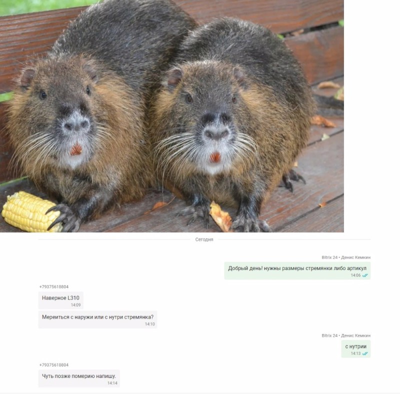 Create meme: nutria, nutria swamp beaver, animal nutrition
