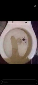 Создать мем: насекомое, туалет, паук в унитазе