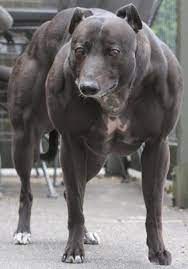 Создать мем: мускулистая собака венди, самая накаченная собака, мускулистая собака