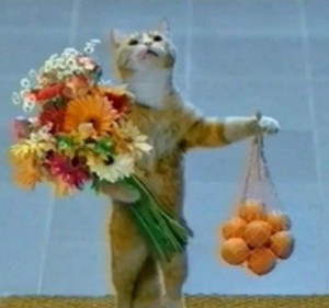 Создать мем: кошки смешные, пришел с букетом, кот с букетом и апельсинами
