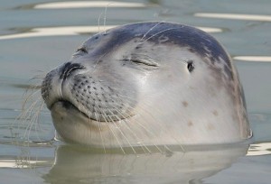 Create meme: in the water seal, common seal Iceland, Navy seal and seal