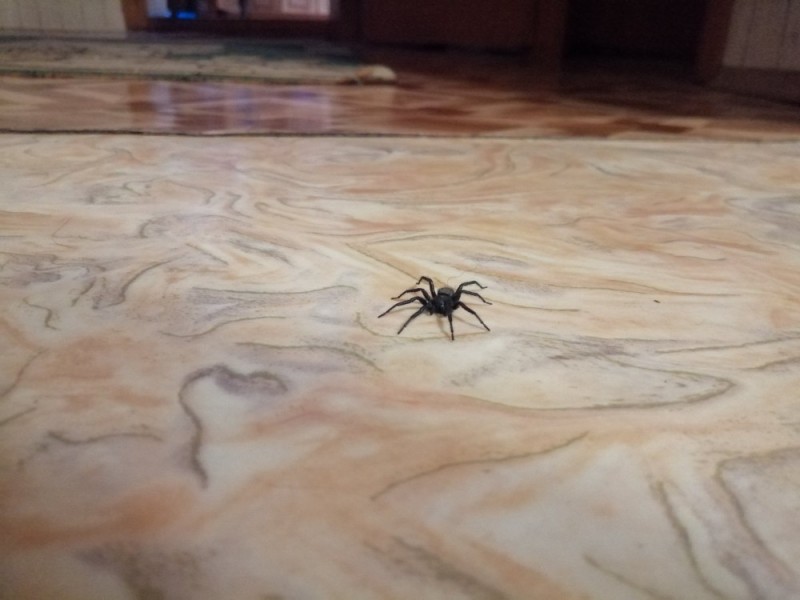 Создать мем: пауки для детей, чёрный паук в доме, пауки в доме