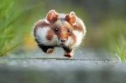 Create meme: an ordinary hamster, hamster steppe, wild hamster 
