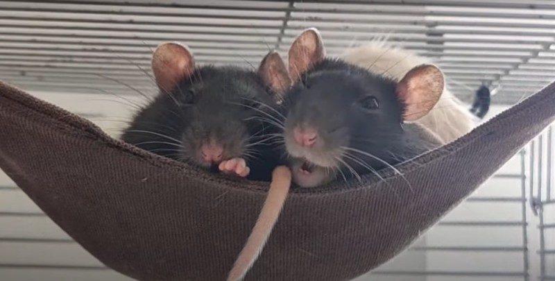 Create meme: cute rats, rat , pet rat