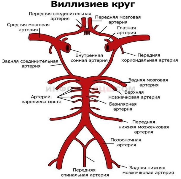 Создать мем: виллизиев круг, средняя мозговая артерия, внутренняя сонная артерия виллизиев круг