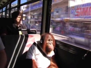 Создать мем: садись в автобус, обезьяна в автобусе, общественный транспорт