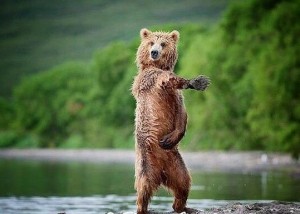Create meme: bear animal, bear bear, dancing bears