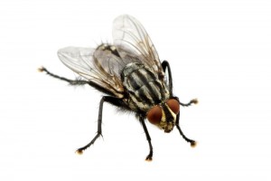 Создать мем: серая муха, комнатная муха на руке, муха насекомое