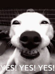 Create meme: funny animals, the dog laughs, smiling dog