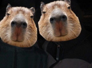 Create meme: Vdovenko capybara picture, capybara pictures, capybara face