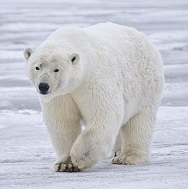 Создать мем: полярный медведь, белый медведь красная книга, белый медведь самец