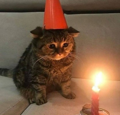 Создать мем: кошка, день рождения грустный праздник, кот