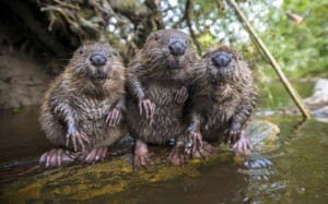 Create meme: castor, evil beaver, beaver