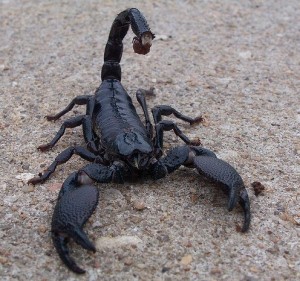 Create meme: manicure Scorpio, pandinus imperator, Scorpions