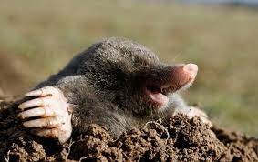 Create meme: marsupial mole, the mole in the hole, the mole is small