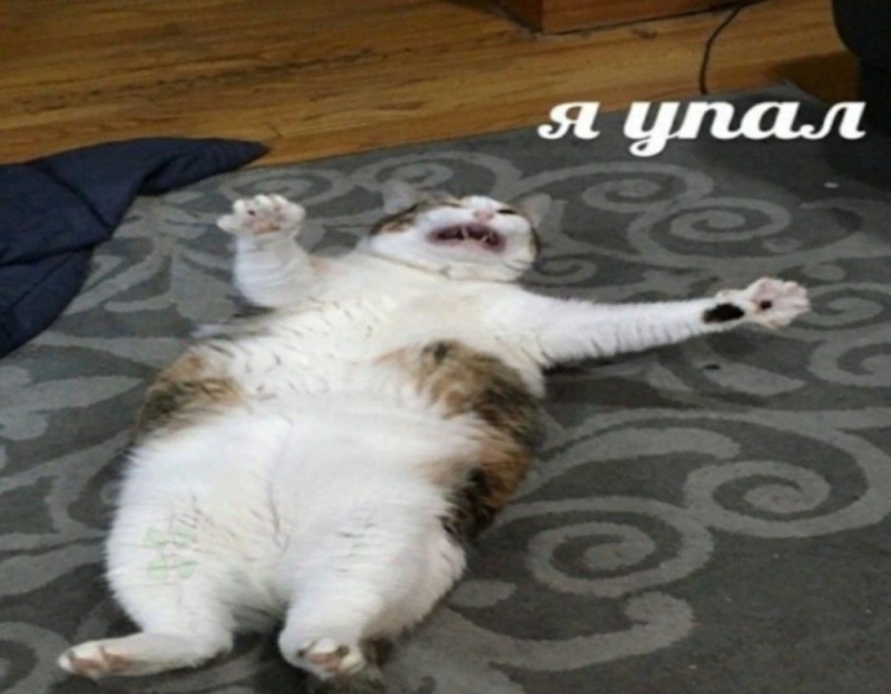Create meme: cat , cat funny , The cat fell