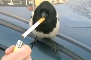 Создать мем: птица с сигаретой, курящая птица