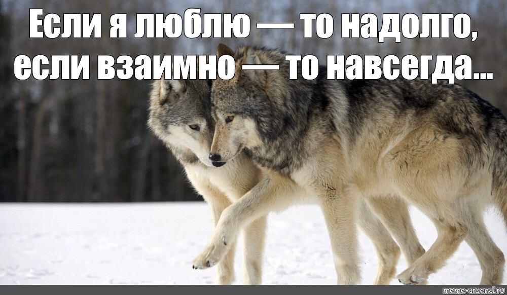Волк новое слово. Волк Мем. Мемы с волками. Фото волка Мем. Волк любит.
