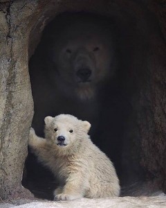 Create meme: bear, bear cub, white bear