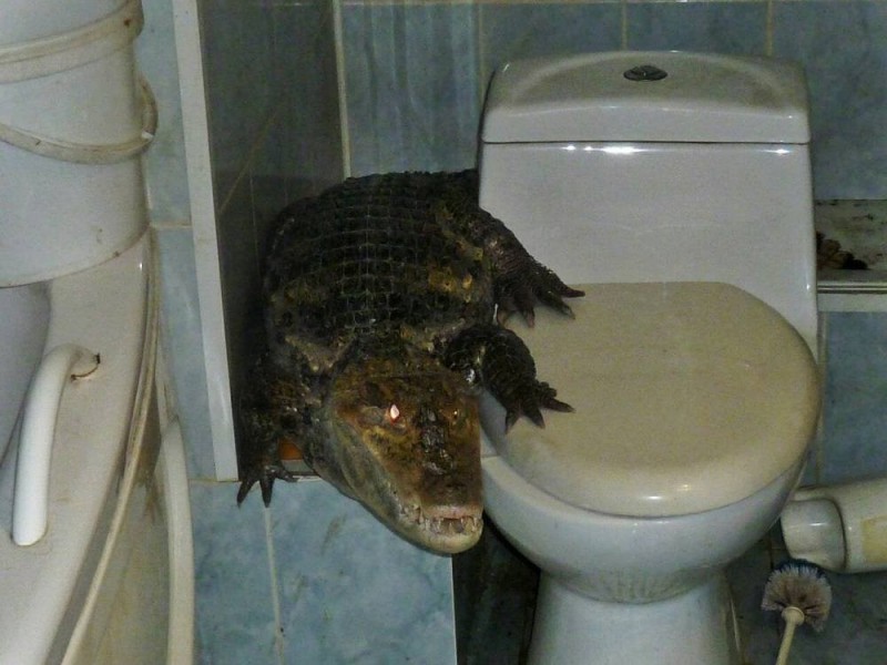 Создать мем: ааааа крокодил в ванной, ящерица в унитазе, крокодил на унитазе