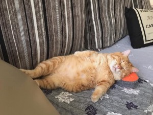 Create meme: red cat , a very fat cat , fat cat 