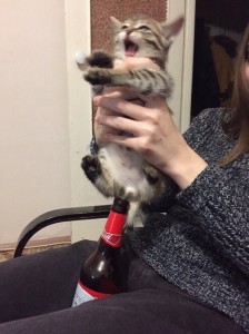 Создать мем: кота сажают на бутылку, кошки, котики