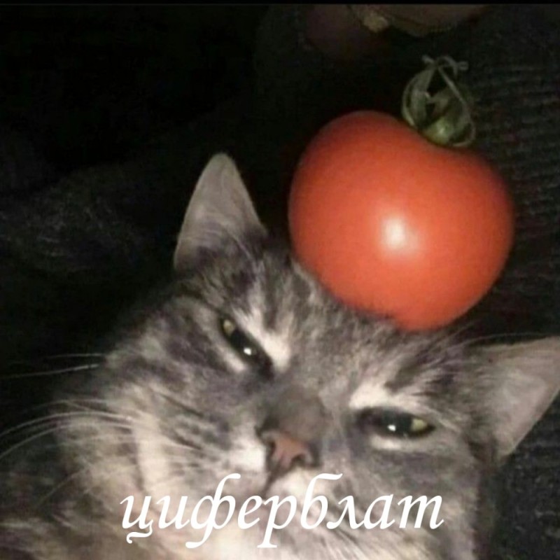Create meme: a cat with a tomato on its head, cat tomato, cats and tomatoes