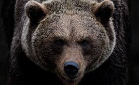 Создать мем: медведь гризли злой, сибирский медведь, дикий медведь
