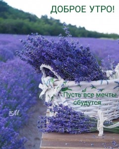 Create meme: lavender