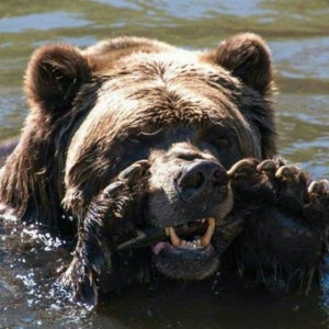 Create meme: the bear yells, grizzly bear