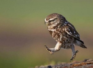 Create meme: nature, owl, owl is