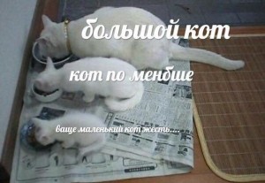 Создать мем: кошка, кот маленький, кот сейчас