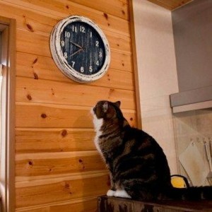 Создать мем: кот с часами пора, кот смотрит на часы, котик с часами