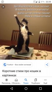 Создать мем: коты, смешные коты, забавные кошки