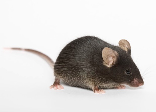 Создать мем: лабораторная мышь, mouse, c57bl/6 мыши