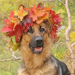 Create meme: dog, autumn mood, postcards autumn mood