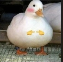 Создать мем: duck, белая утка, утка