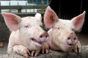 Create meme: pork, repair ASF, two pigs