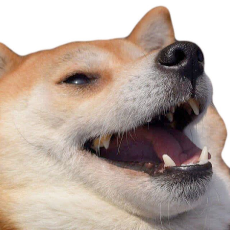 Create meme: shiba inu, shiba inu meme, laughing dog