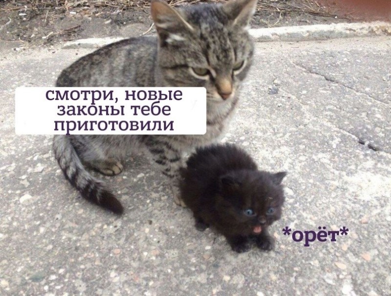 Создать мем: котик, на котах, животные кошки