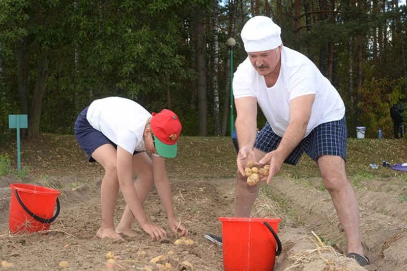 Create meme: planting potatoes, Alexander Lukashenko , Nikolay Lukashenko digs potatoes