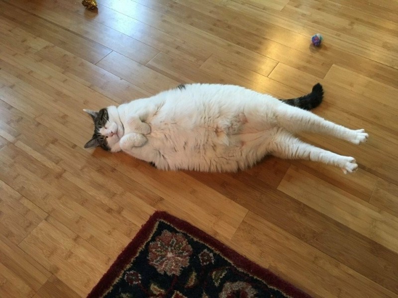 Создать мем: обожравшийся кот, толстый котик, смешной толстый кот