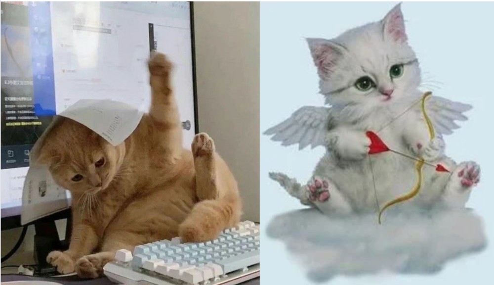 Создать мем: милые животные, кот, cat cat