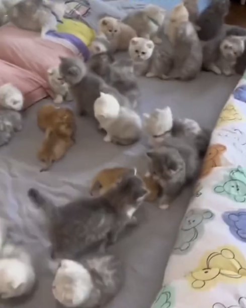 Create meme: newborn scottish fold kittens, Two-week-old British fold-eared kitten, kitty 
