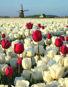 Create meme: tulips are beautiful, tulips