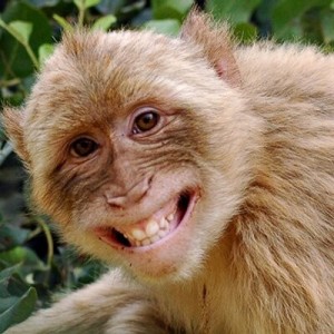 Create meme: rhesus monkey., monkey animals, the monkey is smiling
