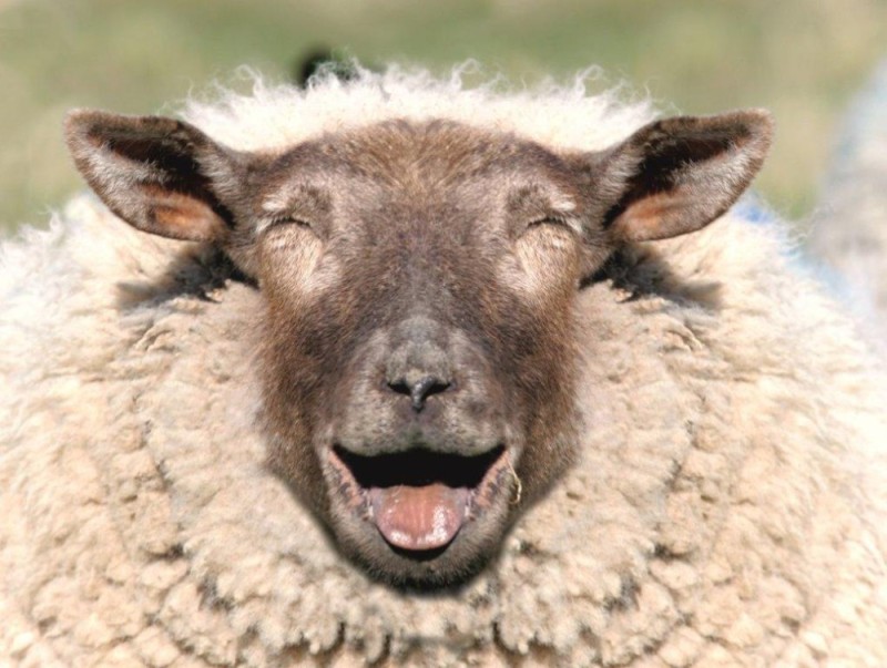 Создать мем: овца баран, овца, смешные бараны