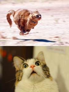 Создать мем: cat, кот интроверт, смешные коты мемы без надписей