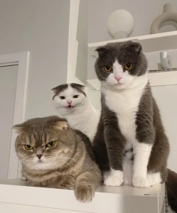 Create meme: lop-eared Scottish fold, Scottish fold cat, cat Scottish